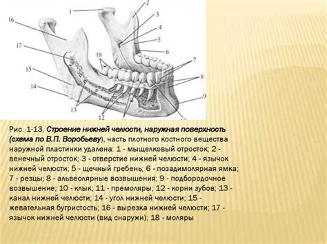 Строение челюсти и его основные компоненты