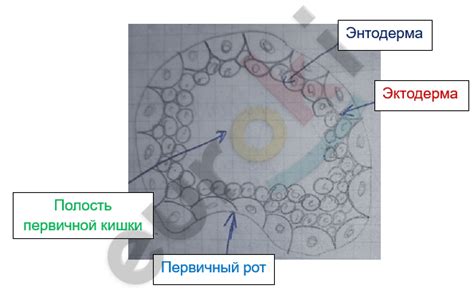 Строительные блоки живого организма: эпителиальные оболочки