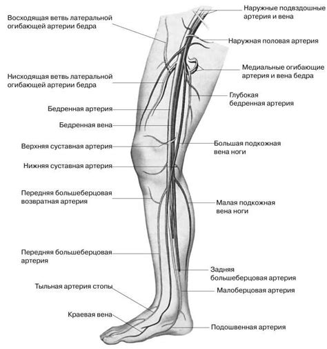 Структура артикуляции нижней части ноги и ее основные компоненты