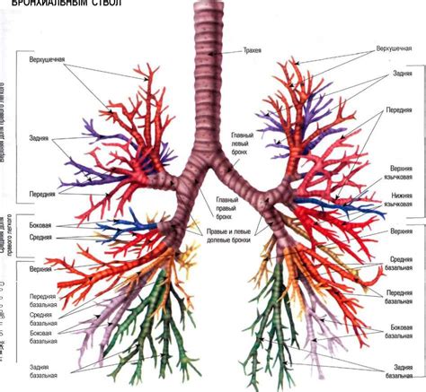 Структура бронхов