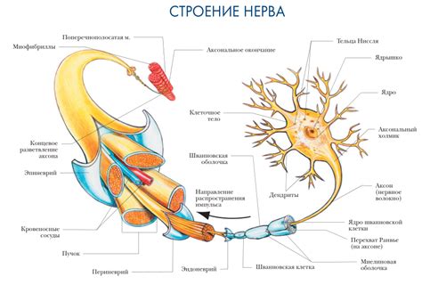 Структура важного нерва