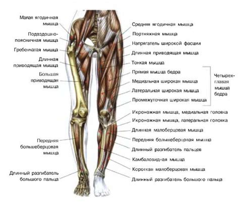 Структура верхней части ноги: костные элементы, мышцы и соединения