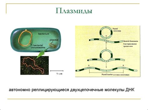 Структура генома у бактерий: хромосомы и плазмиды