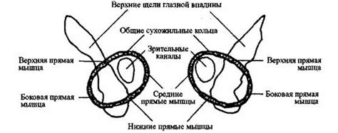 Структура глазной впадины