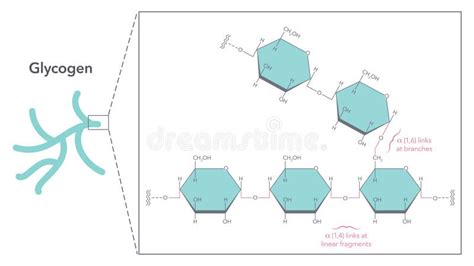 Структура гликогена