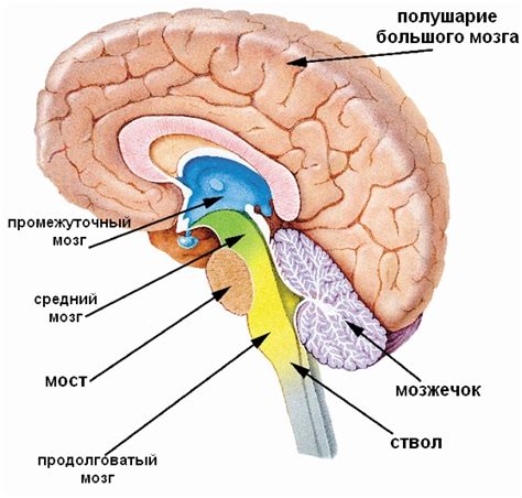 Структура головного мозга: кора, белое вещество и желудочки