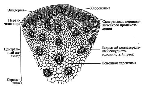 Структура грибного стебля