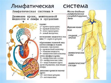 Структура зонального слоя путем изменения структуры лимфатической системы