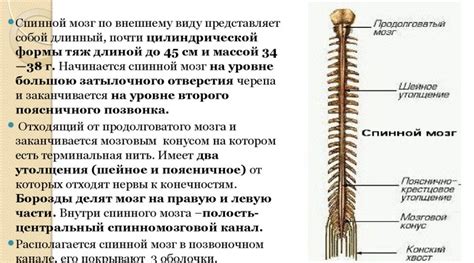 Структура и анатомия спинного мозга: основные компоненты