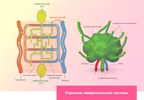 Структура и значимость лимфатической системы