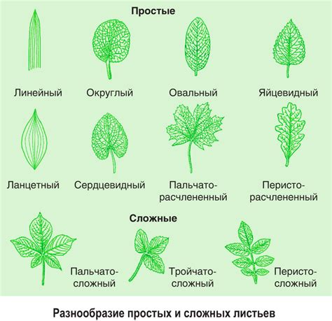 Структура и значимость формы листьев у кактусов