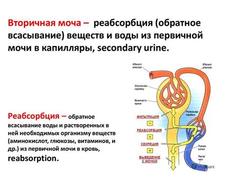 Структура и компоненты вторичной мочи: подробное описание