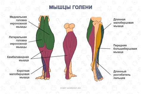 Структура и местоположение бедра: основные аспекты