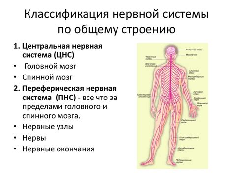 Структура и организация нервной системы: основные компоненты и их взаимодействие