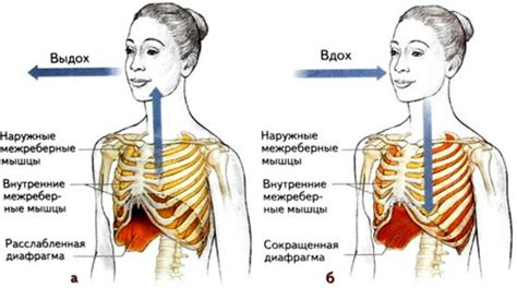 Структура и работа зоны межплеврального пространства