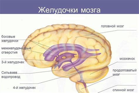 Структура и расположение боковых желудочков: обзор