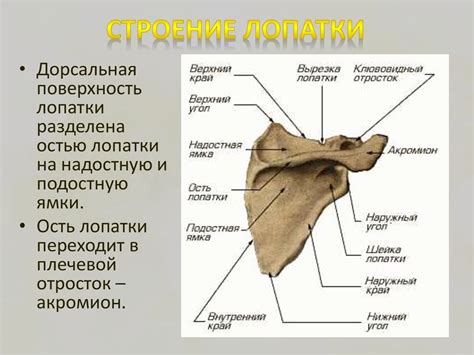 Структура и расположение лопатки: основные аспекты анатомии