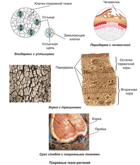 Структура и распределение эпидермиса у растений 