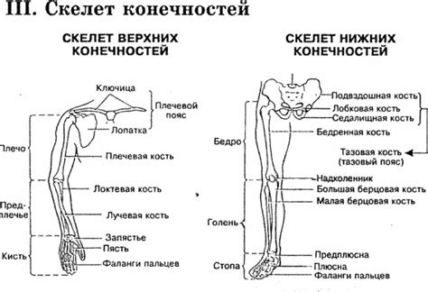 Структура и ролевые функции верхней части нижней конечности у человека