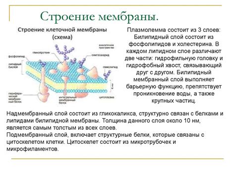 Структура и роли биологических фабрик клетки