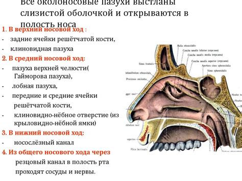 Структура и роли носовых волосков