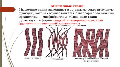 Структура и роль гладкой мускулатуры в организме