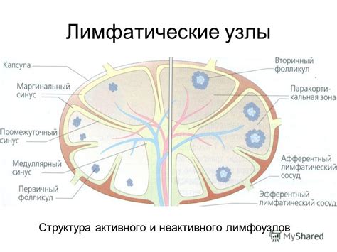 Структура и роль лимфоузлов в области паха