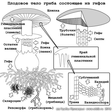 Структура и слоистость "крыши" гриба