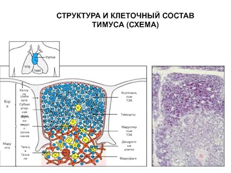 Структура и слоистость тимуса