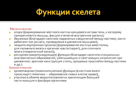 Структура и форма основного костно-хрящевого элемента человеческого скелета