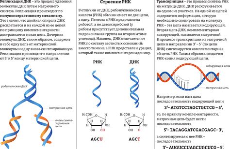 Структура и функции ДНК и РНК