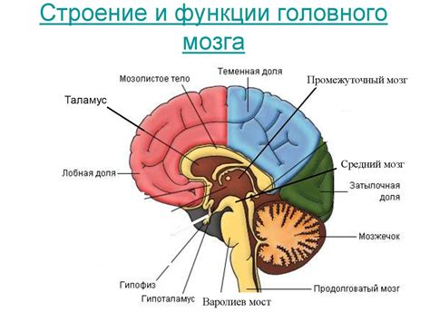 Структура и функции белой и серой массы спинного мозга: глубокий анализ важных аспектов