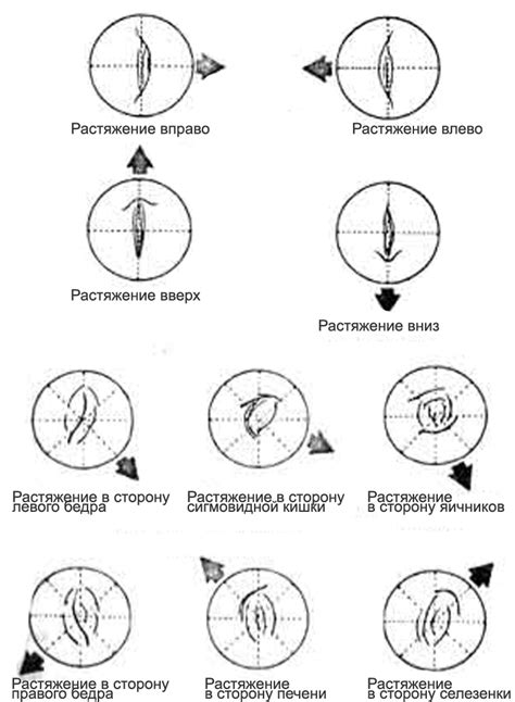 Структура и функции внутренних элементов женского пупка и их влияние на организм