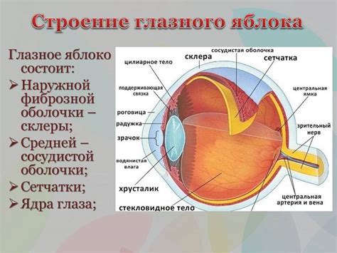 Структура и функции глазного яблока