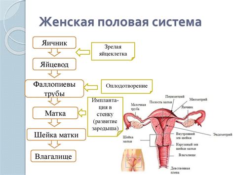 Структура и функции женской половой системы