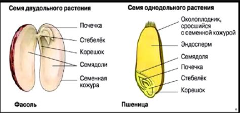 Структура и функции зародыша