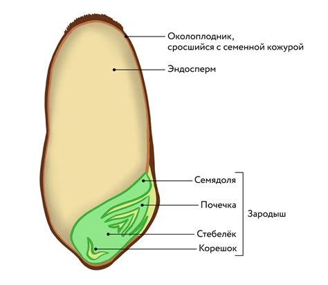 Структура и функции коры семени