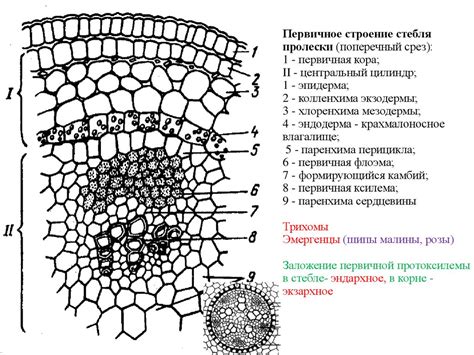 Структура и функции ксилемы и флоэмы в стебле растений