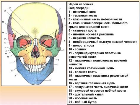 Структура и функции лобной кости