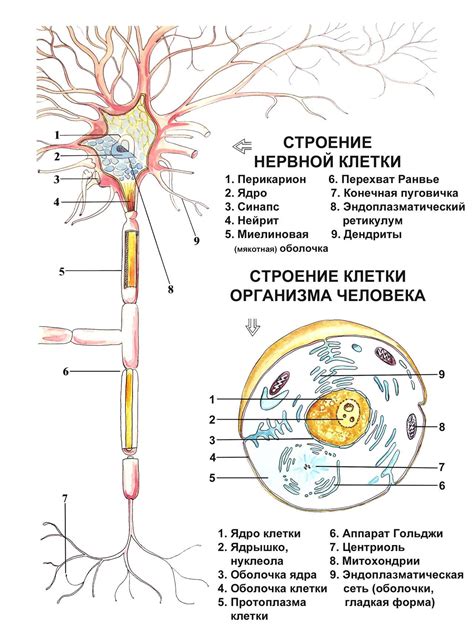 Структура и функции нервной клетки, отвечающей за передвижение и управление движением