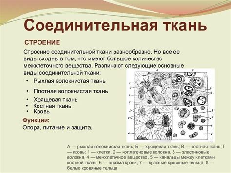 Структура и функции соединительной ткани