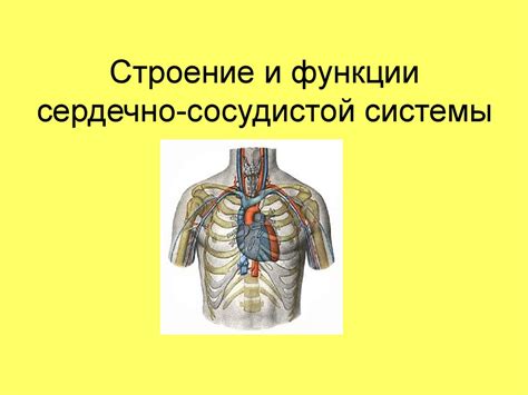 Структура и функции сосудистой системы животных: важное явление в биологии 6 класс