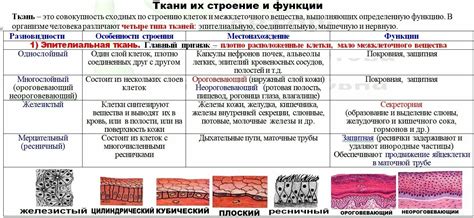 Структура и функции эпителиальной ткани