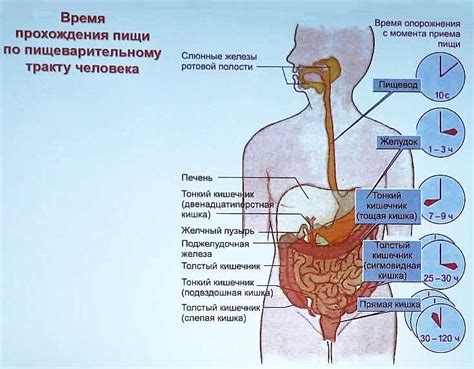 Структура и функционирование пищеварительной вакуоли: особенности и изучение