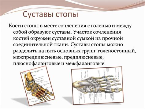 Структура и функция первого межплюссуставного > сочленения стопы