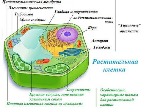 Структура клетки растительных организмов