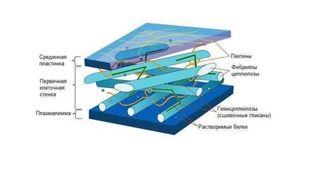 Структура клеточной стенки у растений: отличительные черты разных видов растений