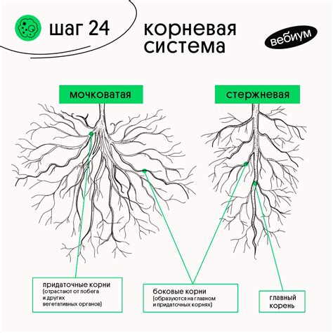 Структура корневой системы растений: изысканная организация подземного мира