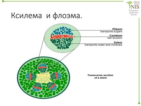 Структура корня и роль ксилемы и флоэмы в проведении веществ