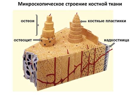 Структура костной рамы